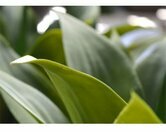 Kunstplant Agarve