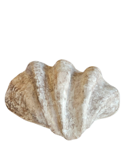 Kunstschelp wit-bruin M