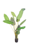 Bananenplant Kunst Bananenplant Kunst