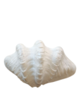 Kunst schelp wit S